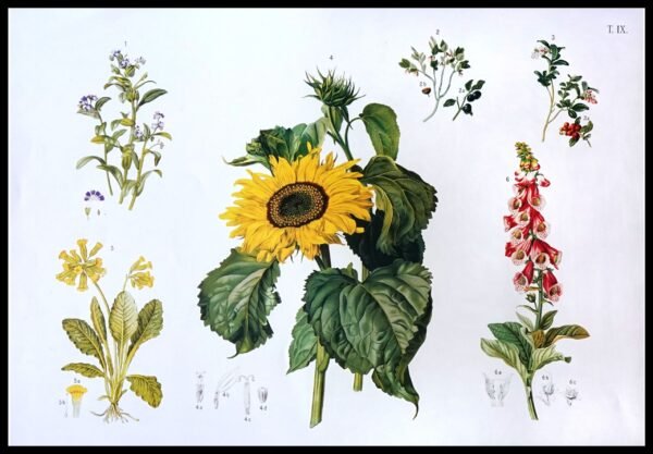 CC 344 Cntry Botancls I